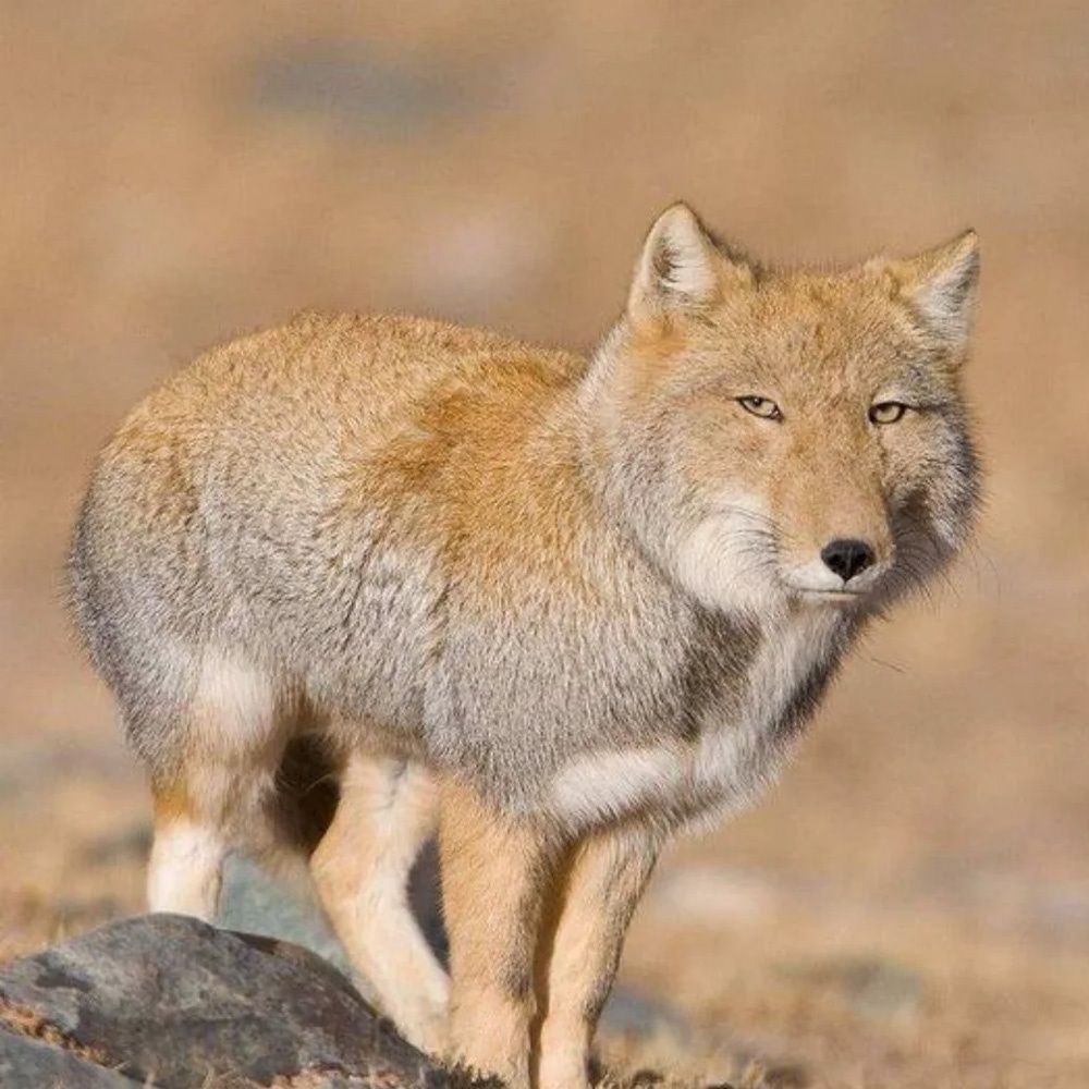 the fox